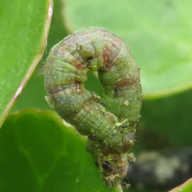 "Inch Worm ☆" stock image