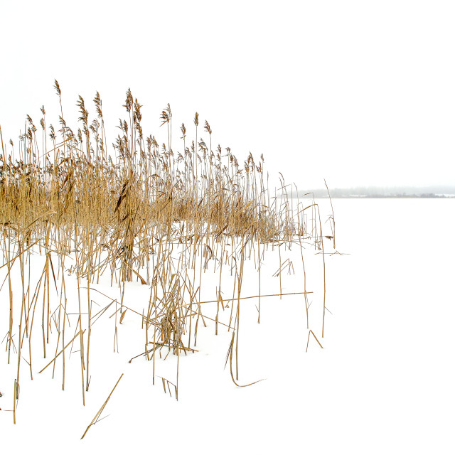 "Tuusula Reeds. Lake Tuusula, Finland" stock image