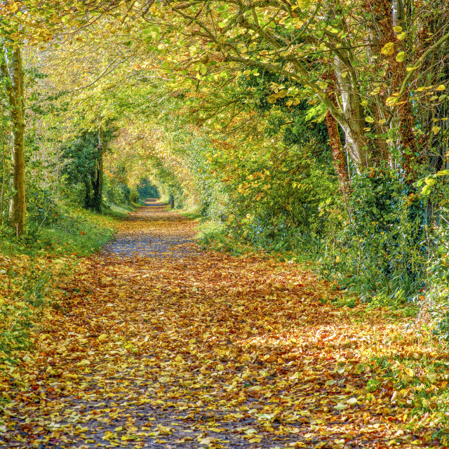 "Autumnal Walk" stock image