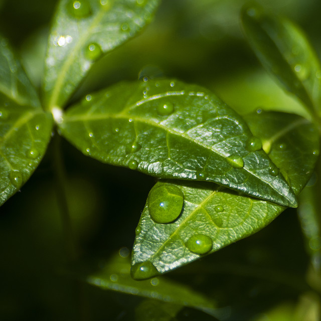 "Leaves with rainwater" stock image
