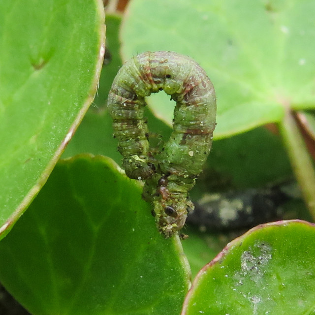 "Inchworm ●□" stock image