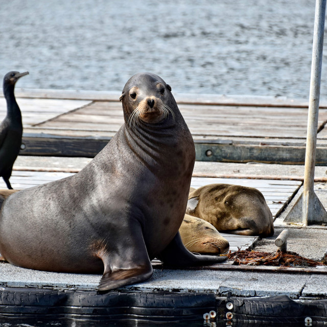 "sea lion" by Melissa Minnella - £15.00 "sea lion" stock image