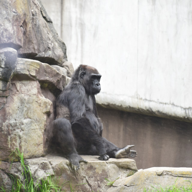 "chimpanzee" by Melissa Minnella - £15.00 "chimpanzee" stock image