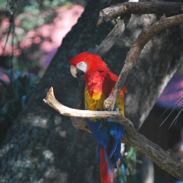 "parrot" by Melissa Minnella - £15.00 "parrot" stock image