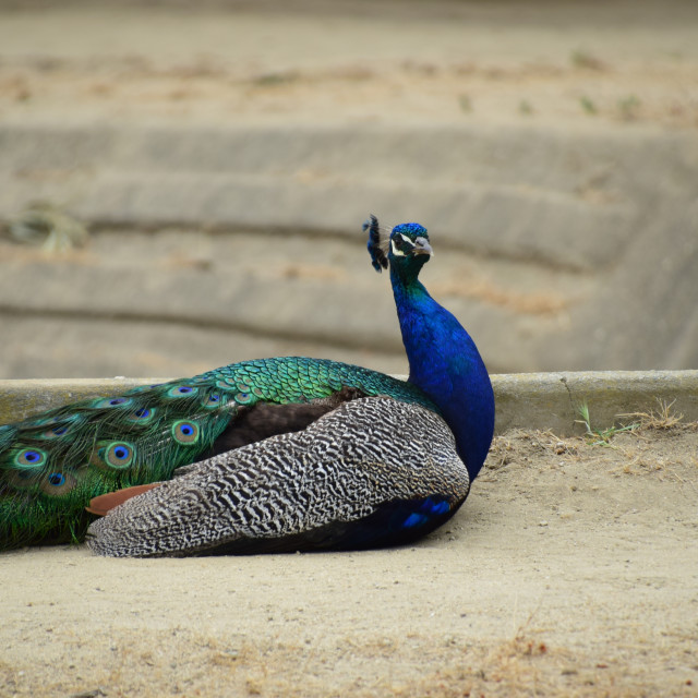 "peacock" by Melissa Minnella - £15.00 "peacock" stock image