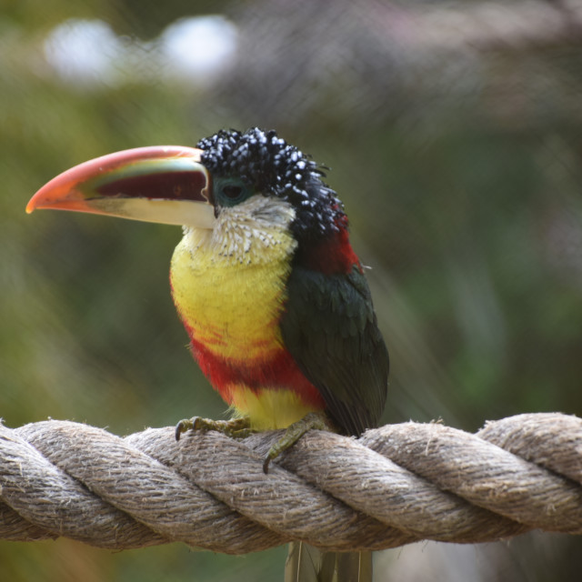 "toucan" stock image