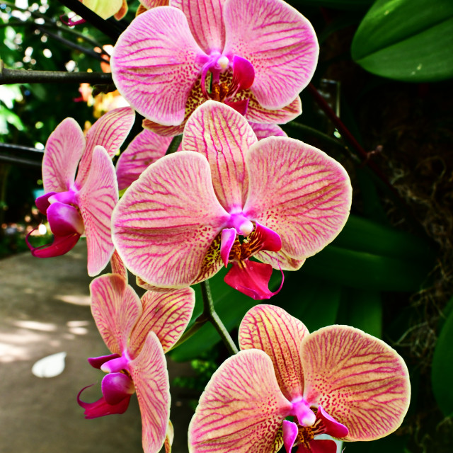 "Cascading Orchids" stock image