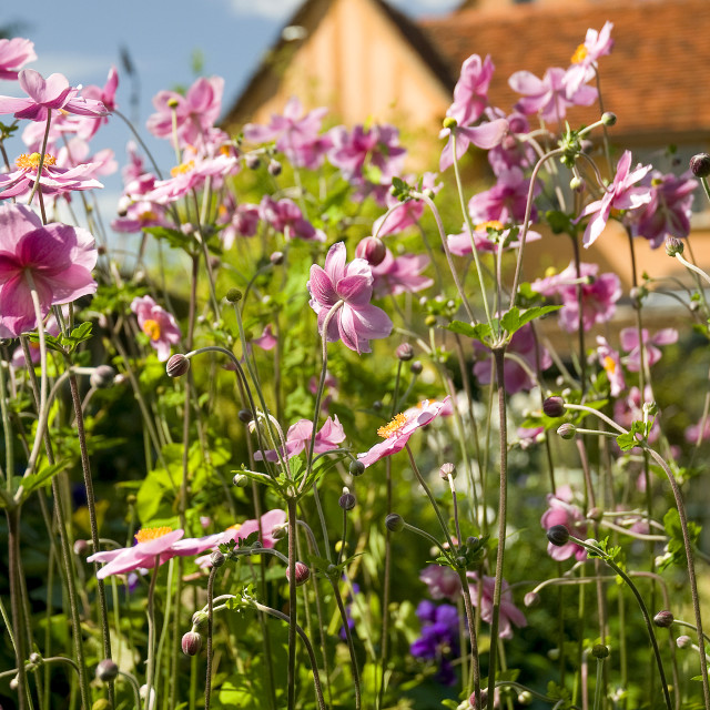 "Cottage Garden Flowers" stock image