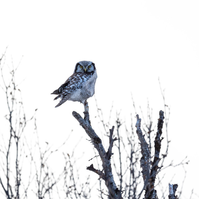 "R6__6771.CR3" by Harald Ebeltoft - $36.74 "R6__6771.CR3" stock image