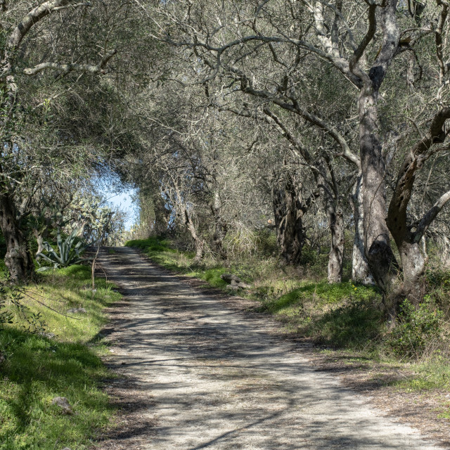 "Through The Olive Grove" stock image