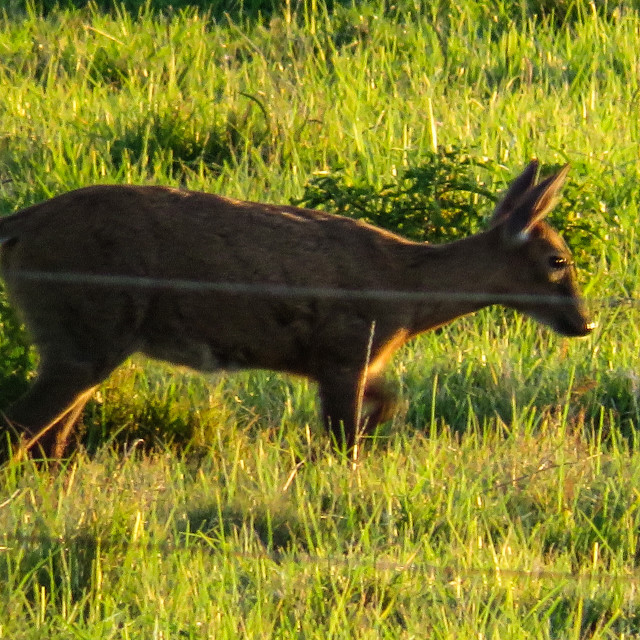 "Duiker" stock image