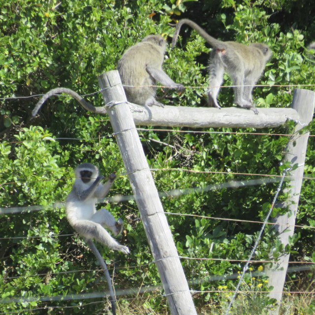 "Three Wise Monkeys" stock image