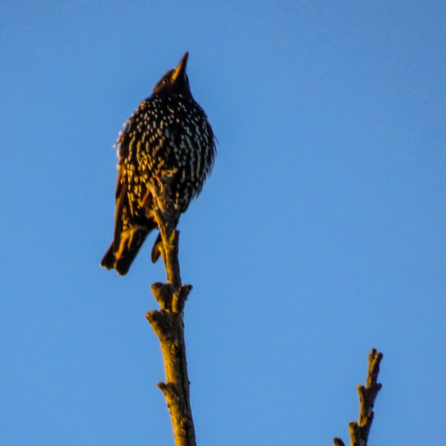 "Starling ▪︎" stock image