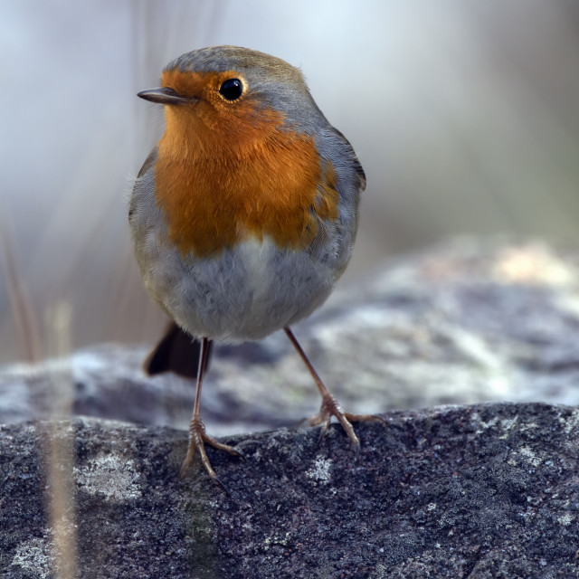 "Simply Robin, Loch Maree, Scottish Highlands" stock image