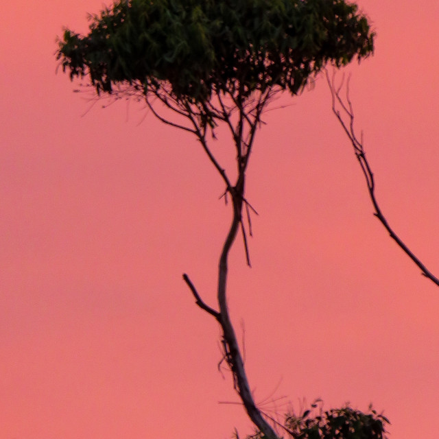 "Pink Haze" stock image