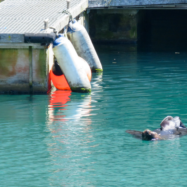 "Seal Chilling Out" stock image