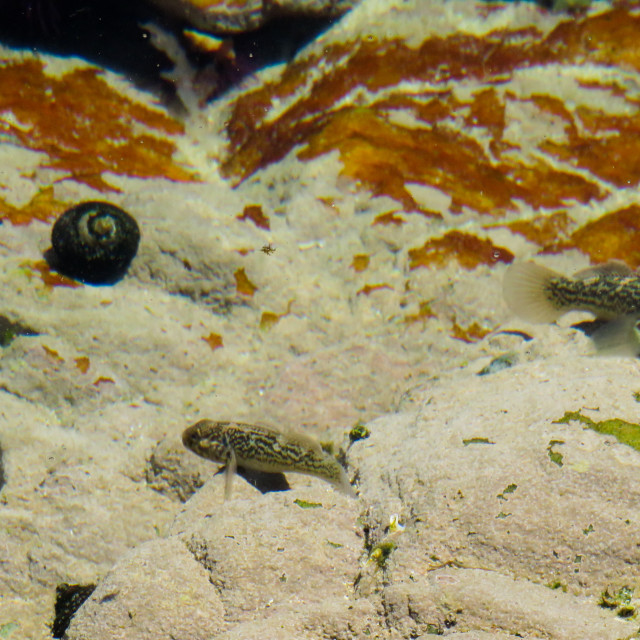 "Rock Pool ▪︎" stock image