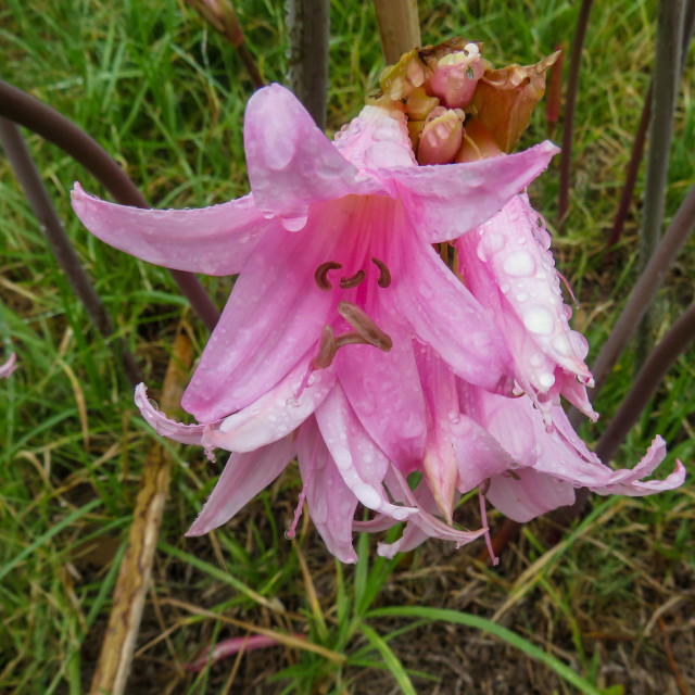 "Pink Lilies" stock image