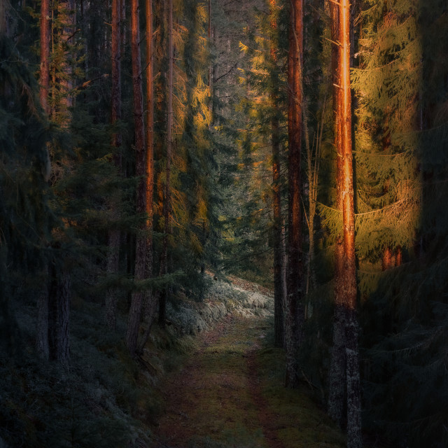 "Warm sunset light in the mossy forest" stock image