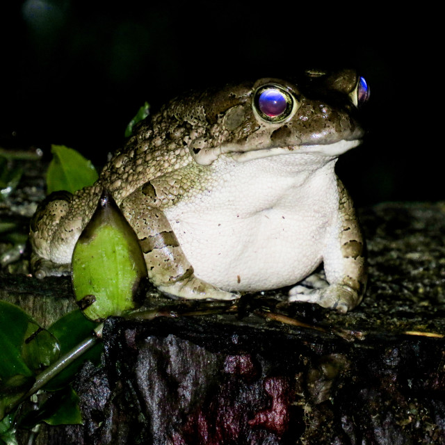 "Common Toad ◇" stock image