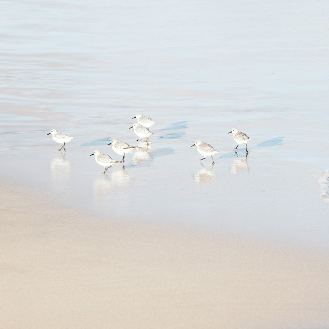 "LITTLE SANDPIPER (High Key) 16:9" by LYDIBERN.ART - £15.00 "LITTLE SANDPIPER (High Key) 16:9" stock image