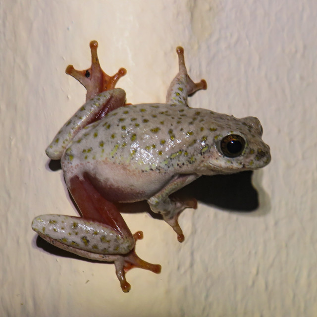 "Climbing the Wall" stock image