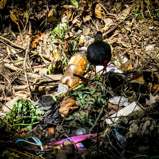 "Plastic Pollution ^*" stock image