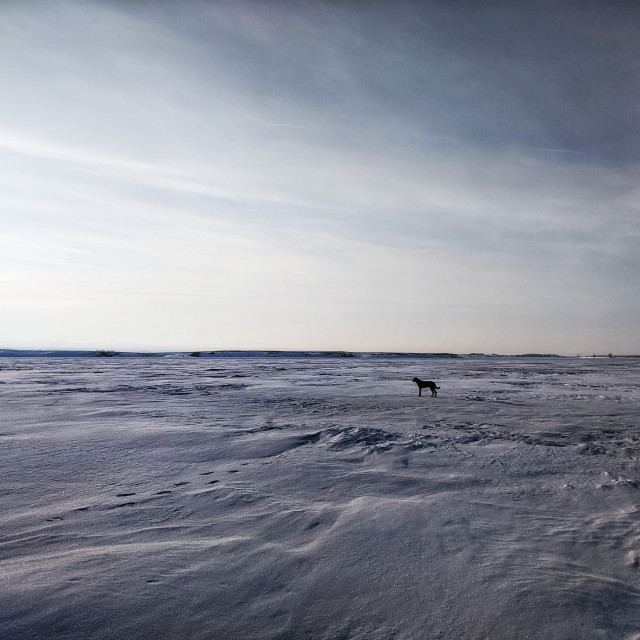 "Dog gone horizon" by MLLL Photography - $11.29 "Dog gone horizon" stock image
