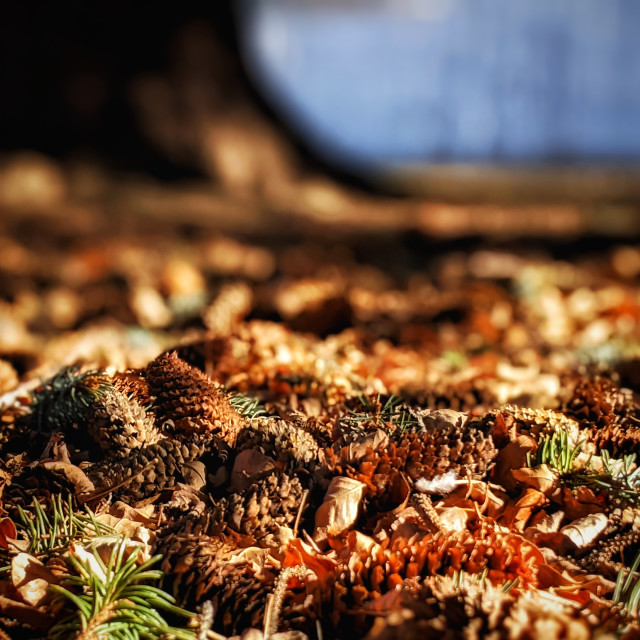 "Crunchy forest floor" by MLLL Photography - $11.29 "Crunchy forest floor" stock image