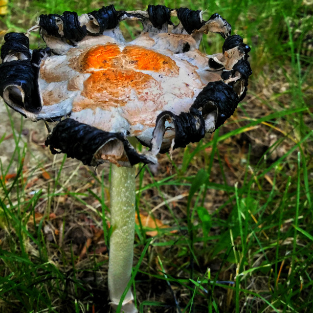 "Mushroom curl" by MLLL Photography - $11.29 "Mushroom curl" stock image