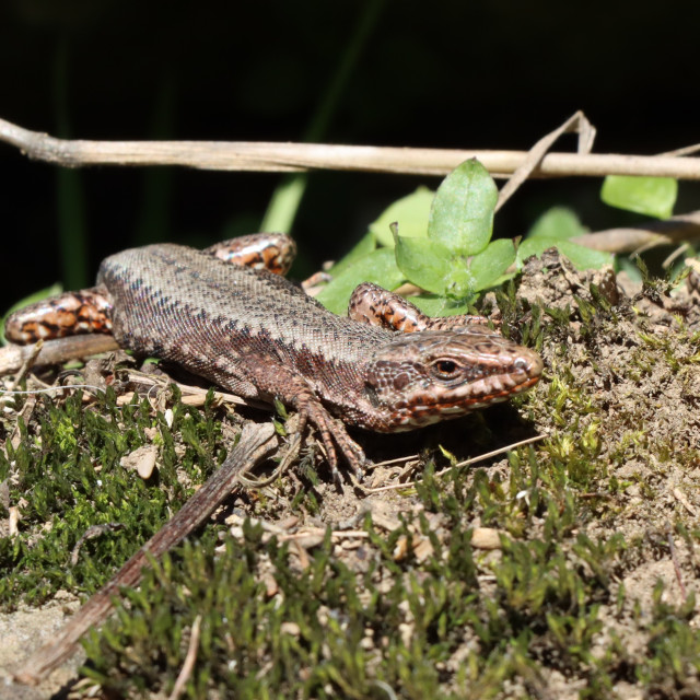"Spring Lizard" by Nature2Cool Photography - $12.20 "Spring Lizard" stock image