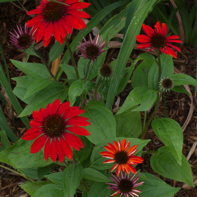 "Summer Reds" stock image