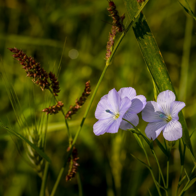 "Flowers In Spring" stock image