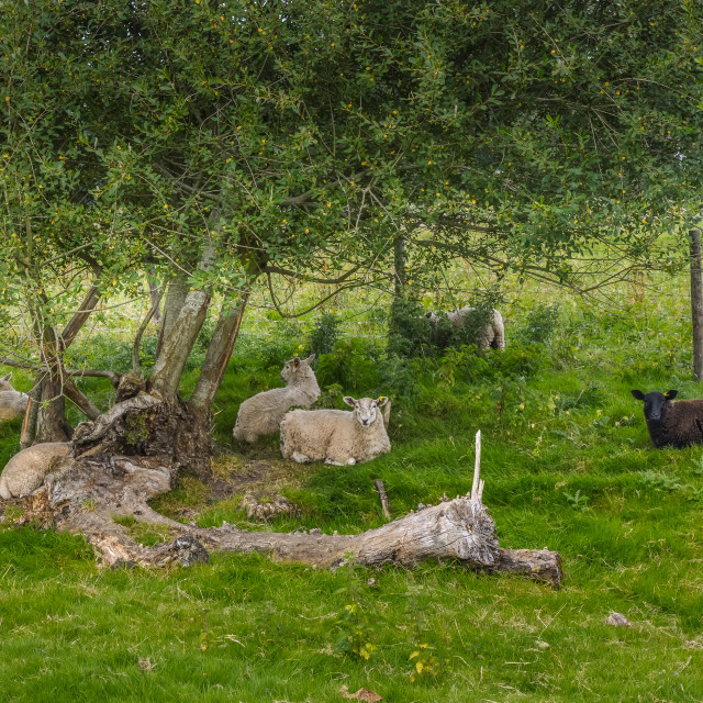 "Sheep Lying Down In A Field" stock image