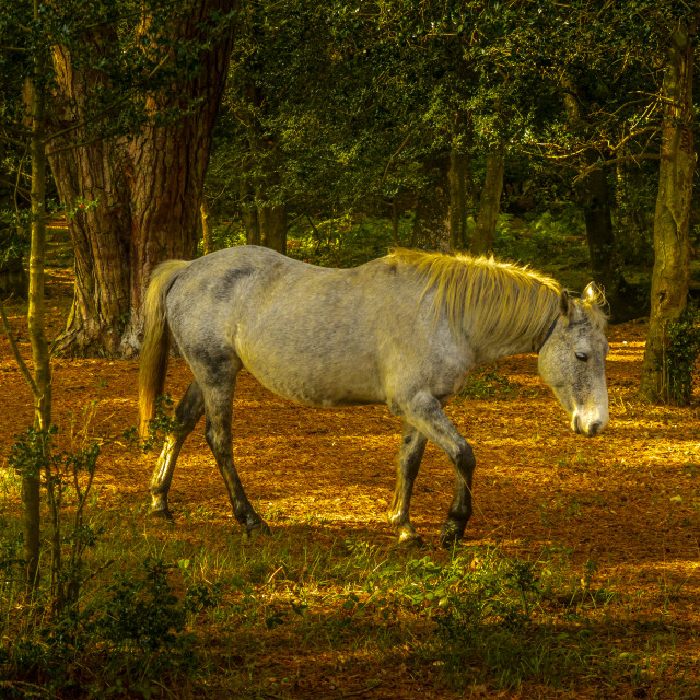 "New Forest Pony" by Steve Joynson - $12.57 "New Forest Pony" stock image