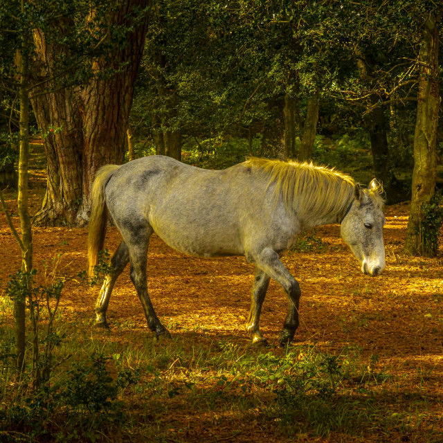 "New Forest Pony" stock image