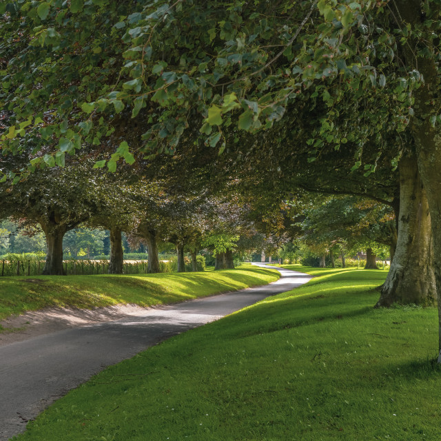 "A country lane in England with Beech trees" stock image