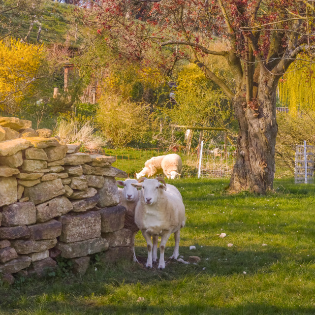 "Sheep In Somerset" stock image