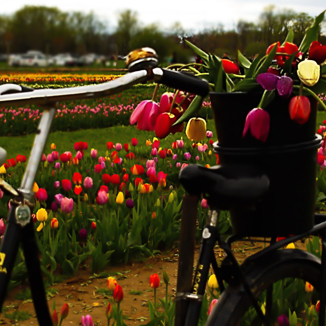 "Holland Ridge Tulip Farm Bike" stock image