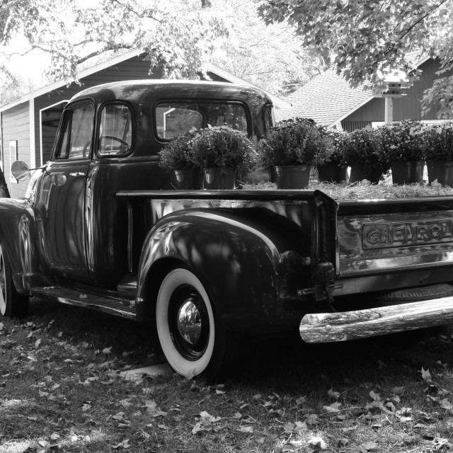 "Chevy 3100 Hauling Mums" stock image