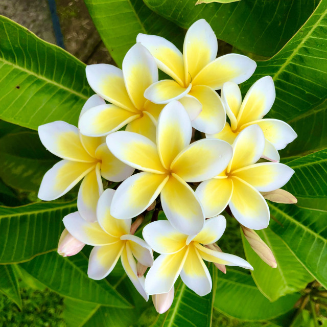 "Frangipani bloom" stock image