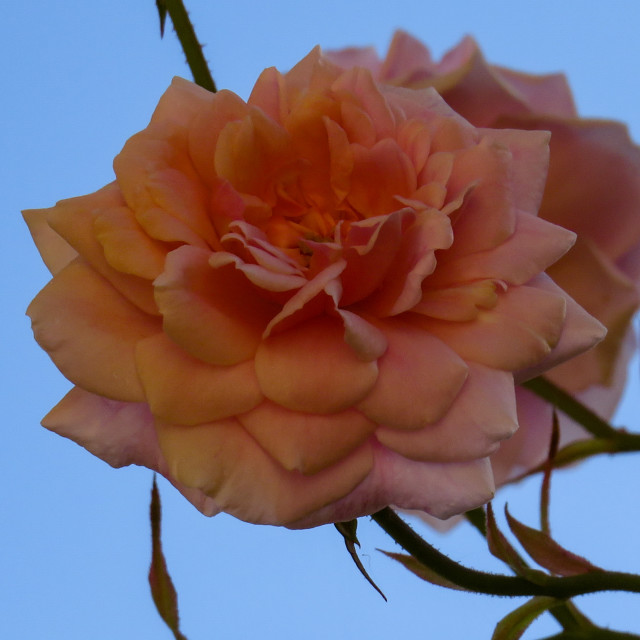 "Kiss from a Rose" stock image