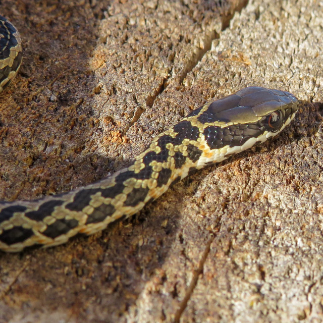 "Spotted Skaapsteker" stock image