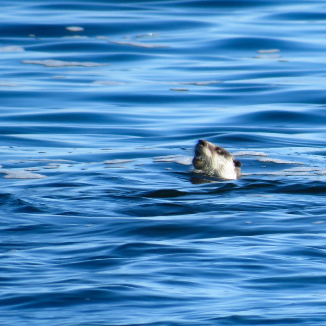 "Cape Clawless Otter •" stock image