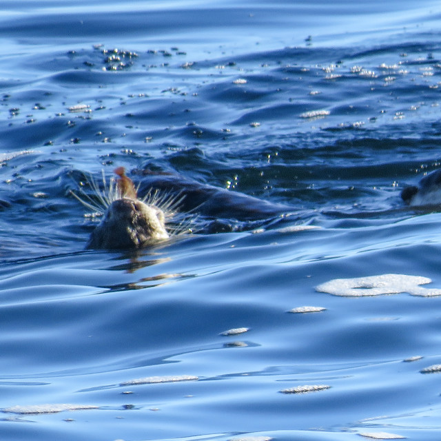 "Otters •■" stock image