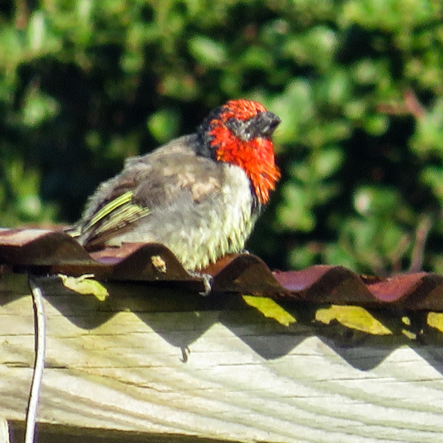 "Black-collered Barbet" stock image