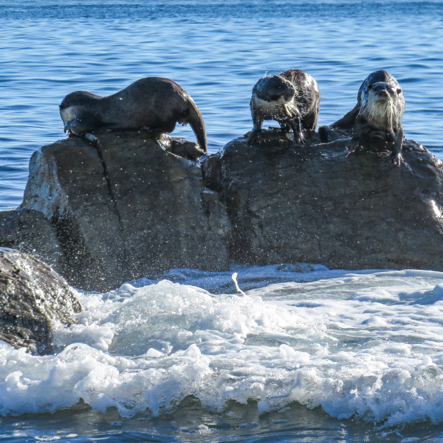 "Trio of Otters" stock image