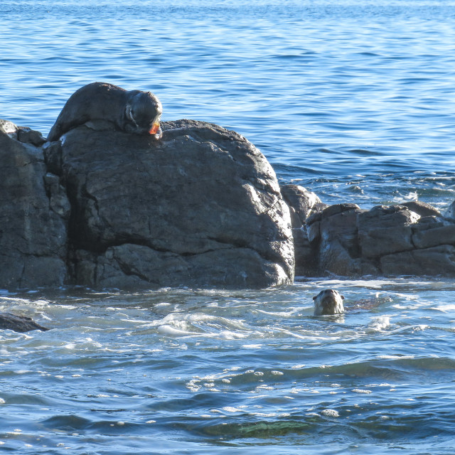 "Otter ¤▪︎" stock image