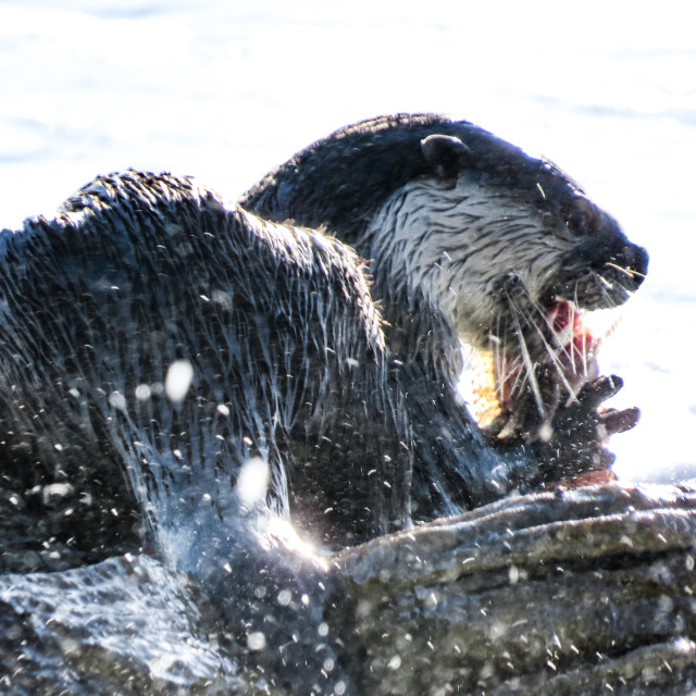 "Otter ¡《" stock image