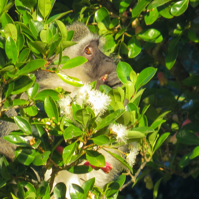 "Vervet Monkey" stock image